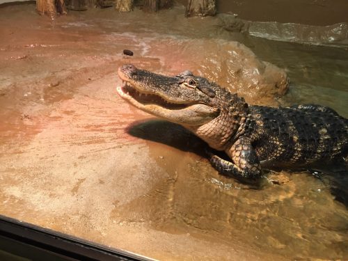 Zoo America alligator
